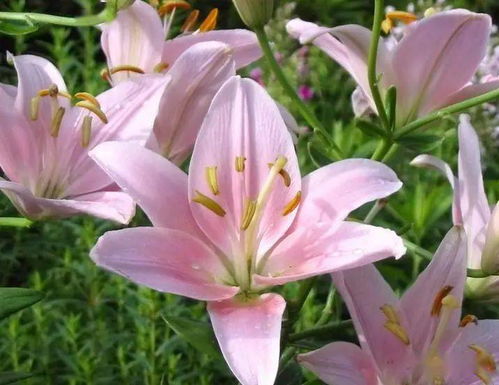 10. 百合百年好合的喜庆宣告