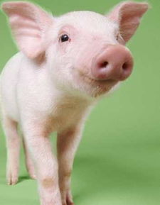 一、整体运势深度解析：巳亥相冲与犯太岁的格局