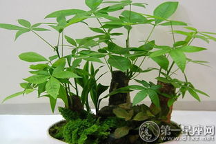 一、  ：办公室风水布局中发财树的理论基础与生态功能