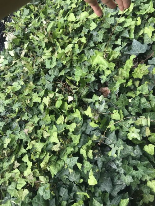 爬山虎是风水植物吗？农用四驱爬山虎厂家直销价格是多少？