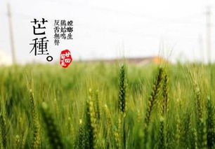 安苗与打泥巴仗：社群凝聚与祈愿机制