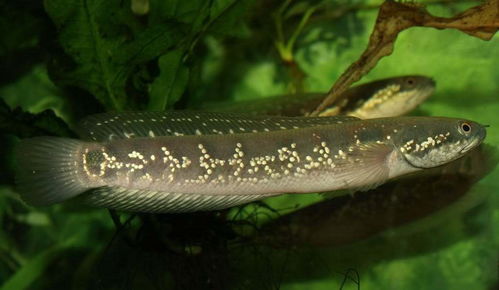 小黑鱼能否辟邪？吉凶分析，黑鱼辟邪是真的吗？这传说可信吗？