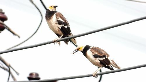 喜鹊站在衣服上叫，这衣服的风水有何讲究？