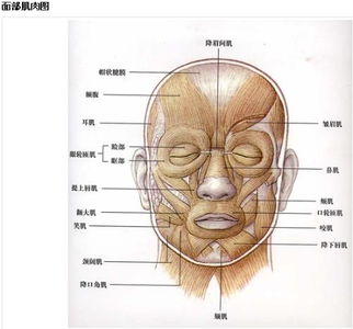 5．口唇特征——厚下唇与言语表达不紧密之间的关联