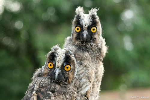 ：蛇之双重象征的历史渊源与文化意蕴