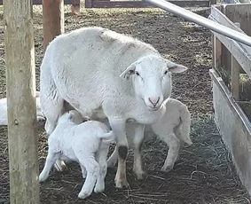 ：俄罗地区山羊稀缺现象与生肖风水的交叉考察