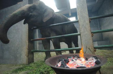 我为什么会梦见自己在烤大象呢？