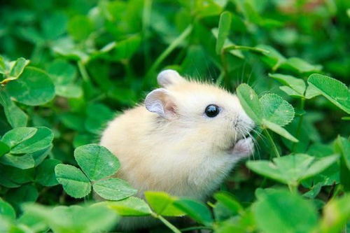 明天属鼠女性财运如何，今天属鼠女性运势怎样？