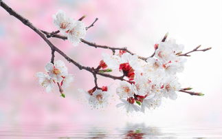 梅花梦境的黑暗面