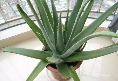 梦见芦荟开花有什么特殊寓意或好预兆？