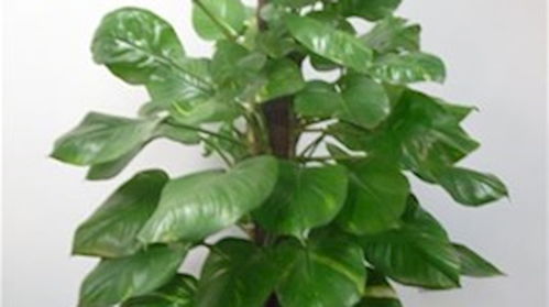 招财植物的应用与优化