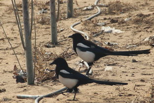 鹊雀叫声吉凶如何，鹊噪方位测吉凶准吗？