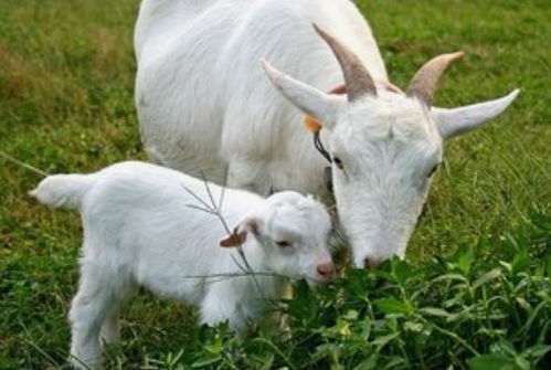 2003年出生属羊的人今年多少周岁？