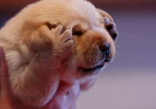 94年属狗天蝎男姻缘如何，爱情运势怎样？