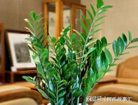 3.1 金钱树（钱串子）及其象征价值