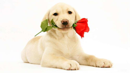 2026年属狗人正财手机号推荐，1970年属狗人适合改用哪种手机号码？