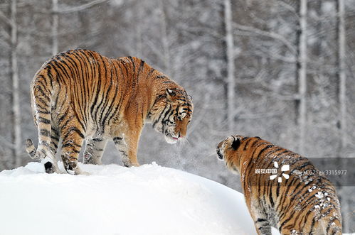 2022年和2026年属虎运势具体如何？