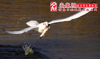 梦见在河里抓鱼究竟象征着什么周公解梦有何解释？