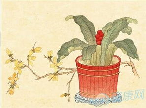 做梦梦到万年青？笑死！这破梦有啥好解的