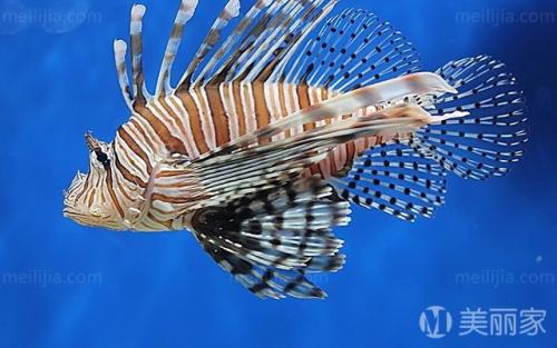 属兔火命养鱼，蕞佳数量是多少条？