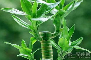 属龙的人养几只富贵竹可以招财运？招财竹的图片寓意是什么？