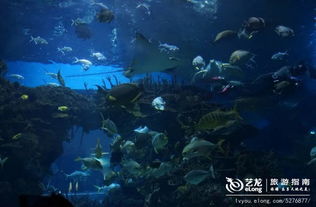 海洋生物：比上班族还丧