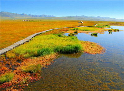 若尔盖草原：风吹草低见牛羊 🐑🌾