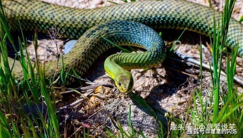 2026年属蛇人佩戴什么吉祥饰品最适宜，有没有什么特别推荐的？