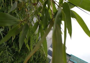 大门边种竹子风水怎么样？适合种植吗？