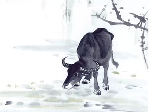 1985年属牛的人命运如何，他们的运势特点是什么？