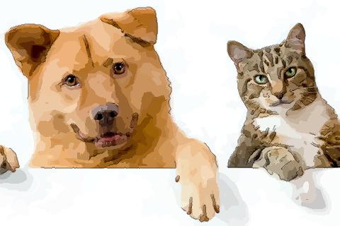 62年虎与70年狗属相配对，能否合作成功？生肖相配的奥秘是什么？