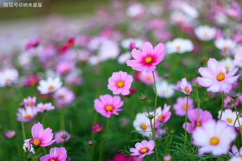 水瓶座幸运花和守护花分别是什么？
