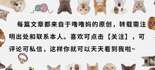 一、  狐狸皮之灵性能量与空间范围场域的理论溯源