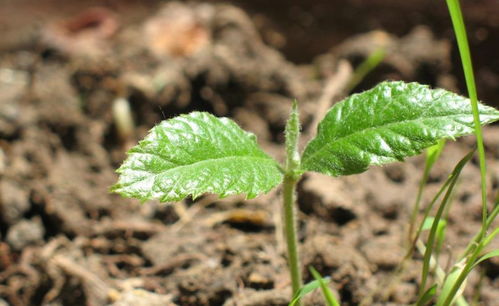 1. 土壤选择与根基稳固性的关联