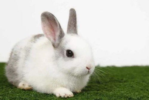 不同月份出生属兔人的命运分析