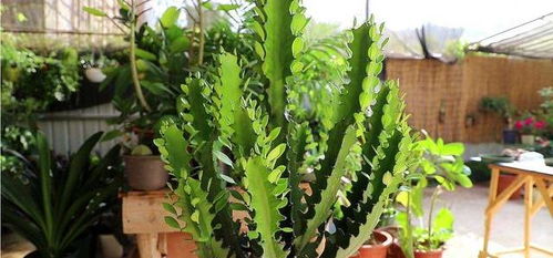 三、2026年必养的十大神级植物