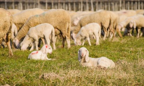 1991年属羊人2026年全年运势如何？运势有何改变？