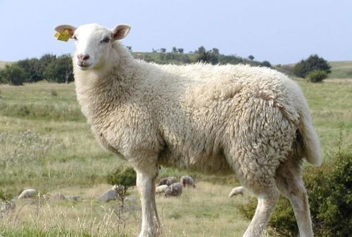 猪羊成群是哪个生肖？仙羊下世遍地春打一生肖是什么生肖？