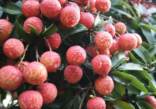 1. 美观与自然和谐并存