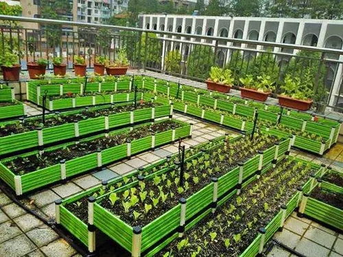 房顶上喂鸡对三角形房顶风水吉凶有影响吗？