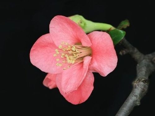 13天后四大生肖会否桃花盛开，喜事连连，洪福天降？