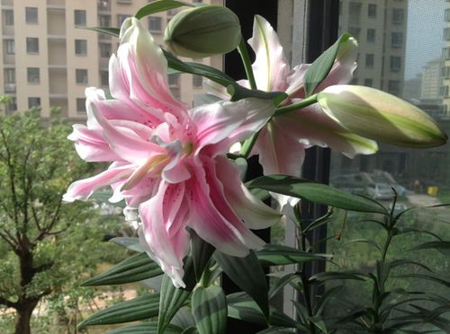 卧室适合养哪些花？