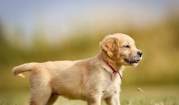 属牛和属狗的财运是否相合，合财吗？