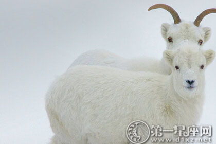 2017年属什么生肖，2017年出生的人今年多少岁？