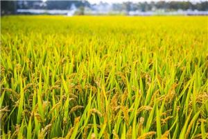 单身狗专属噩耗！庄稼梦的黑暗面