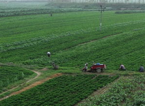 环境布局对庄稼生长质量的影响机制