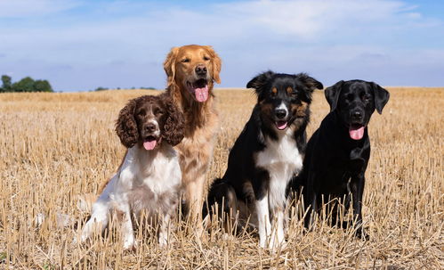 2026年属狗和属猪的夫妻财运如何？