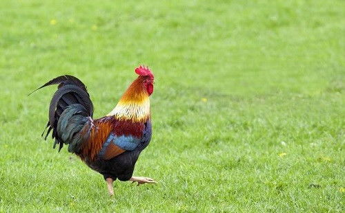 十二生肖运势中金马金鸡指的是什么？生肖鸡26年转运吉祥物是什么含义？