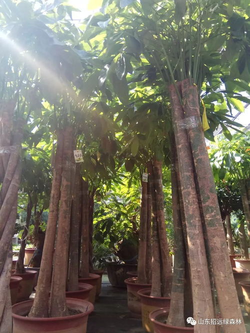 二、  寓意子孙绵延与家族兴旺的树种探究