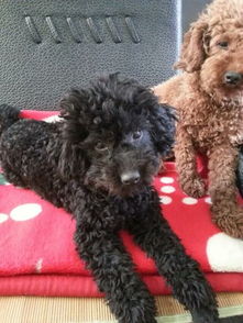 有哪些洋气又寓意好的名字适合给泰迪狗狗的母狗取？